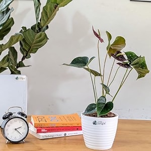 littlejungle anthurium candy cane- live plant with 55 inches white decor pot  indoor plants for home  office desk  live plants indoor  air purifying plant  live plant with pot for home decor 