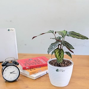 littlejungle calathea beauty star - live plant with 55 inches white decor pot  indoor plants for home  prayer plant live plants indoor  air purifying plant  live plant with pot for home decor 