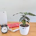 LittleJungle Calathea Beauty Star - Live Plant with 5.5 Inches White Decor Pot | Indoor Plants For Home | Prayer Plant| Live Plants Indoor | Air Purifying Plant | Live Plant With Pot For Home Decor |