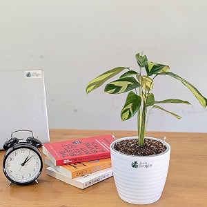 littlejungle calathea golden mosiac- live plant with 55 inches white decor pot  indoor plants for home  office desk  air purifying plant  live plant with pot for home decor 