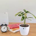 LittleJungle Calathea Golden Mosiac- Live Plant with 5.5 Inches White Decor Pot | Indoor Plants For Home | Office Desk | Air Purifying Plant | Live Plant With Pot For Home Decor |