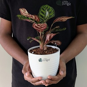 littlejungle peacock calathea makoyana -live plant with 55 inches white decor pot  indoor plants for home  office desk  air purifying plant  live plant with pot for home decor 