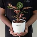 LittleJungle Peacock Calathea Makoyana -Live Plant with 5.5 Inches White Decor Pot | Indoor Plants For Home | Office Desk | Air Purifying Plant | Live Plant With Pot For Home Decor |