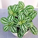 LittleJungle Peperomia Aluminum - Live Plant with 5.5 Inches White Decor Pot | Indoor Plants For Home | Office Desk | Live Plants Indoor | Air Purifying Plant | Live Plant With Pot For Home Decor |