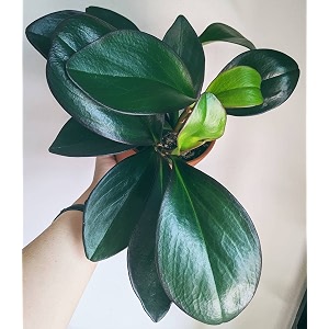 littlejungle peperomia black knight - live plant with 55 inches white decor pot  indoor plant for home  office desk  air purifying plant  live plant with pot for home decor 