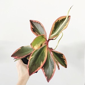 littlejungle peperomia ginny - live plant with 55 inches white decor pot  indoor plants for home  office desk  live plants indoor  air purifying plant  live plant with pot for home decor 