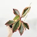 LittleJungle Peperomia Ginny - Live Plant with 5.5 Inches White Decor Pot | Indoor Plants For Home | Office Desk | Live Plants Indoor | Air Purifying Plant | Live Plant With Pot For Home Decor |