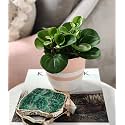 LittleJungle Peperomia Green - Live Plant with 5.5 Inches White Decor Pot | Indoor Plants For Home | Office Desk | Live Plants Indoor | Air Purifying Plant | Live Plant With Pot For Home Decor |