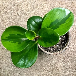 littlejungle peperomia lemon lime - live plant with 55 inches white decor pot  indoor plants for home  office desk  air purifying plant  live plant with pot for home decor 