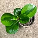 LittleJungle Peperomia Lemon Lime - Live Plant with 5.5 Inches White Decor Pot | Indoor Plants For Home | Office Desk | Air Purifying Plant | Live Plant With Pot For Home Decor |