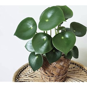 littlejungle peperomia rain drop-live plant with 55 inches white decor pot  indoor plants for home  office desk  live plants indoor  air purifying plant  live plant with pot for home decor 