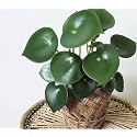 LittleJungle Peperomia Rain Drop-Live Plant with 5.5 Inches White Decor Pot | Indoor Plants For Home | Office Desk | Live Plants Indoor | Air Purifying Plant | Live Plant With Pot For Home Decor |