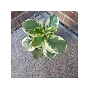 littlejungle peperomia variegated - live plant with 55 inches white decor pot  indoor plants for home  office desk  air purifying plant  live plant with pot for home decor 