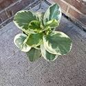 LittleJungle Peperomia Variegated - Live Plant with 5.5 Inches White Decor Pot | Indoor Plants For Home | Office Desk | Air Purifying Plant | Live Plant With Pot For Home Decor |