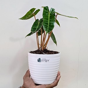 littlejungle philodendron billietiae-live plant with 55 inches white decor pot  indoor plant for home  office desk  live plants indoor  air purifying plant  live plant with pot for home decor 