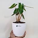 LittleJungle Philodendron Billietiae-Live Plant with 5.5 Inches White Decor Pot | Indoor Plant For Home | Office Desk | Live Plants Indoor | Air Purifying Plant | Live Plant With Pot For Home Decor |