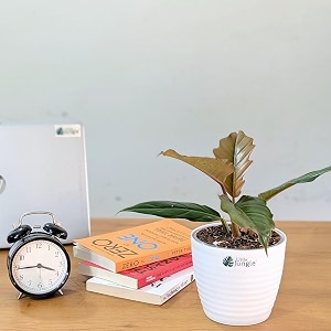 littlejungle philodendron choco empress - live plant with 55 inches white decor pot  indoor plants for home  office desk  live plants indoor  air purifying plant  live plant for home decor 