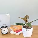 LittleJungle Philodendron Choco Empress - Live Plant with 5.5 Inches White Decor Pot | Indoor Plants For Home | Office Desk | Live Plants Indoor | Air Purifying Plant | Live Plant For Home Decor |