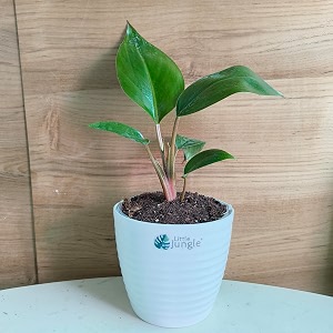 littlejungle philodendron congo rojo - live plant with 55 inches white decor pot  indoor plants for home  live plants indoor  air purifying plant  live plant with pot for home decor 