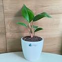 LittleJungle Philodendron Congo Rojo - Live Plant with 5.5 Inches White Decor Pot | Indoor Plants For Home | Live Plants Indoor | Air Purifying Plant | Live Plant With Pot For Home Decor |