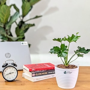 littlejungle philodendron hope - live plant with 55 inches white decor pot  indoor plants for home  live plants indoor  air purifying plant  live plant with pot for home decor 