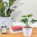 LittleJungle Philodendron Hope - Live Plant with 5.5 Inches White Decor Pot | Indoor Plants For Home | Live Plants Indoor | Air Purifying Plant | Live Plant With Pot For Home Decor |