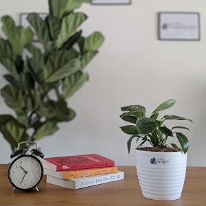 littlejungle philodendron birkin - live plant with 55 inches white decor pot  indoor plants for home  live plants indoor  air purifying plant  live plant with pot for home decor 