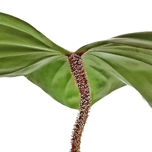 little jungle philodendron nangaritense