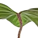 Little Jungle Philodendron (Nangaritense)