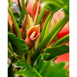 littlejungle philodendron narrow escape - live plant with 55 inches white decor pot  indoor plants for home  live plants indoor  live plant with pot for home decor  office desk 