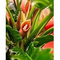 LittleJungle Philodendron Narrow Escape - Live Plant with 5.5 Inches White Decor Pot | Indoor Plants For Home | Live Plants Indoor | Live Plant With Pot For Home Decor | Office desk |
