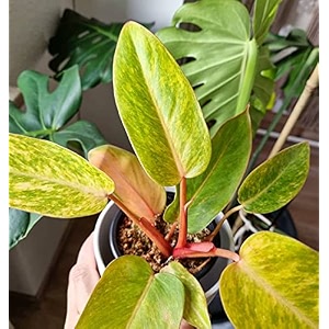 littlejungle philodendron billietiae-live plant with 55 inches white decor pot  indoor plant for home  office desk  live plants indoor  air purifying plant  live plant with pot for home decor 