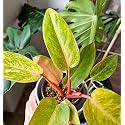 LittleJungle Philodendron Billietiae-Live Plant with 5.5 Inches White Decor Pot | Indoor Plant For Home | Office Desk | Live Plants Indoor | Air Purifying Plant | Live Plant With Pot For Home Decor |
