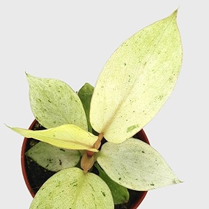 littlejungle philodendron snow drift
