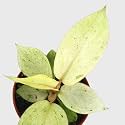 littlejungle Philodendron (Snow Drift)