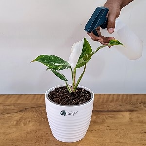 littlejungle philodendron white princess - live plant with 55 inches white decor pot  indoor plants for home  office desk  live plants indoor  air purifying plant  live plant for home decor 