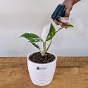LittleJungle Philodendron White Princess - Live Plant with 5.5 Inches White Decor Pot | Indoor Plants For Home | Office Desk | Live Plants Indoor | Air Purifying Plant | Live Plant For Home Decor |