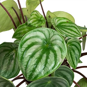 littlejungle watermelon peperomia - live plant with 55 inches white decor pot  indoor plants for home  office desk  live plants indoor  air purifying plant  live plant with pot for home decor 