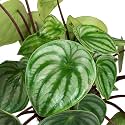 LittleJungle watermelon peperomia - Live Plant with 5.5 Inches White Decor Pot | Indoor Plants For Home | Office Desk | Live Plants Indoor | Air Purifying Plant | Live Plant With Pot For Home Decor |
