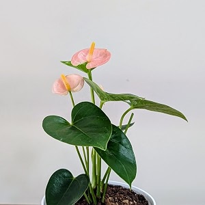littlejungle anthurium peach - live plant with 55 inches white decor pot  indoor plants for home  office desk  live plants indoor  air purifying plant  live plant with pot for home decor 