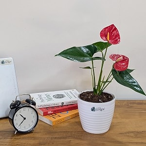 littlejungle anthurium red - live plant with 55 inches white decor pot  indoor plants for home  office desk  live plants indoor  air purifying plant  live plant with pot for home decor 