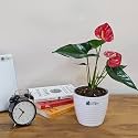 LittleJungle Anthurium Red - Live Plant with 5.5 Inches White Decor Pot | Indoor Plants For Home | Office Desk | Live Plants Indoor | Air Purifying Plant | Live Plant With Pot For Home Decor |