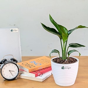 littlejungle bird of paradise- live plant with 55 inches white decor pot  indoor plants for home  office desk  live plants indoor  air purifying plant  live plant with pot for home decor 