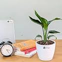 LittleJungle Bird of Paradise- Live Plant with 5.5 Inches White Decor Pot | Indoor Plants For Home | Office Desk | Live Plants Indoor | Air Purifying Plant | Live Plant With Pot For Home Decor |