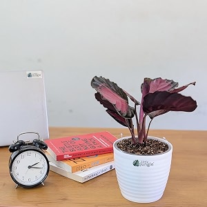 littlejungle calathea rosy - live plant with 55 inches white decor pot  indoor plants for home  office desk  air purifying plant  live plant with pot for home decor 