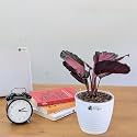 LittleJungle Calathea Rosy - Live Plant with 5.5 Inches White Decor Pot | Indoor Plants For Home | Office Desk | Air Purifying Plant | Live Plant With Pot For Home Decor |