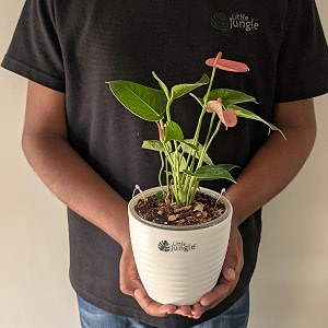 littlejungle anthurium pink - live plant with 55 inches white decor pot  indoor plants for home  office desk  live plants indoor  air purifying plant  live plant with pot for home decor 
