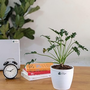 littlejungle philodendron xanadu - live plant with 55 inches white decor pot  indoor plants for home  live plants indoor  air purifying plant  live plant with pot for home decor 
