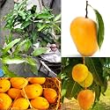 LIVE Alphonso Mango Plant Grafted tree Hybrid