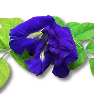 Live Aparajita Plant Pack of 1